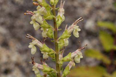 Fotografia da espécie Teucrium scorodonia subesp. scorodonia