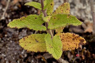 Fotografia da espécie Teucrium scorodonia subesp. scorodonia