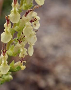 Fotografia 8 da espécie Teucrium scorodonia subesp. scorodonia no Jardim Botânico UTAD