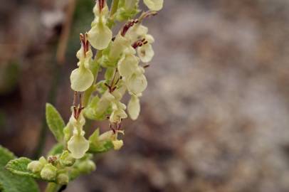 Fotografia da espécie Teucrium scorodonia subesp. scorodonia