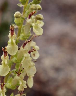 Fotografia 9 da espécie Teucrium scorodonia subesp. scorodonia no Jardim Botânico UTAD