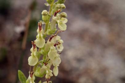 Fotografia da espécie Teucrium scorodonia subesp. scorodonia