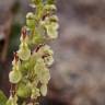 Fotografia 9 da espécie Teucrium scorodonia subesp. scorodonia do Jardim Botânico UTAD