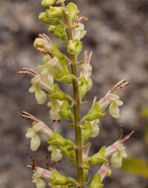 Fotografia 1 da espécie Teucrium scorodonia subesp. scorodonia no Jardim Botânico UTAD