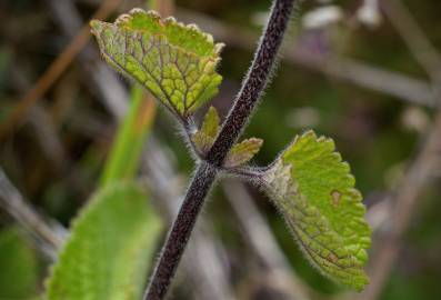 Fotografia da espécie Teucrium scorodonia subesp. scorodonia