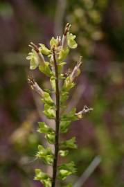 Fotografia da espécie Teucrium scorodonia subesp. scorodonia