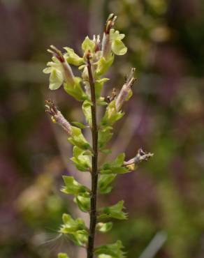 Fotografia 13 da espécie Teucrium scorodonia subesp. scorodonia no Jardim Botânico UTAD