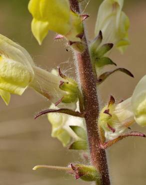 Fotografia 7 da espécie Antirrhinum meonanthum no Jardim Botânico UTAD