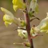 Fotografia 7 da espécie Antirrhinum meonanthum do Jardim Botânico UTAD