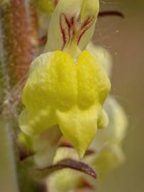 Fotografia da espécie Antirrhinum meonanthum