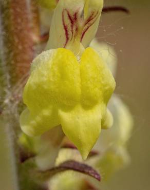 Fotografia 9 da espécie Antirrhinum meonanthum no Jardim Botânico UTAD