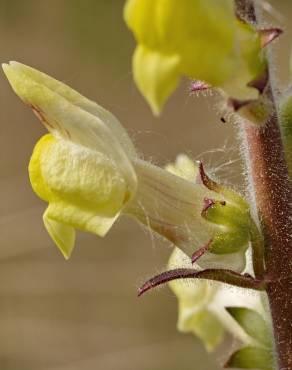 Fotografia 12 da espécie Antirrhinum meonanthum no Jardim Botânico UTAD