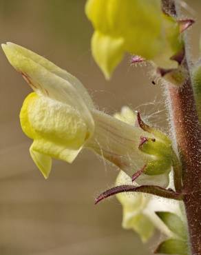 Fotografia 12 da espécie Antirrhinum meonanthum no Jardim Botânico UTAD