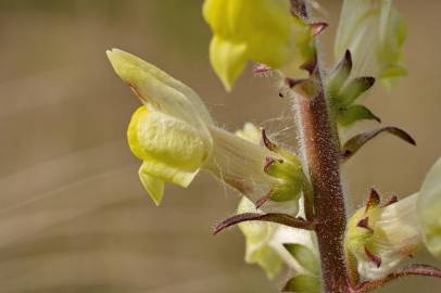 Fotografia da espécie Antirrhinum meonanthum