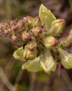 Fotografia 13 da espécie Antirrhinum meonanthum no Jardim Botânico UTAD