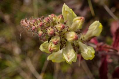 Fotografia da espécie Antirrhinum meonanthum