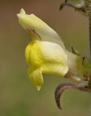 Fotografia 14 da espécie Antirrhinum meonanthum no Jardim Botânico UTAD