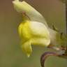 Fotografia 14 da espécie Antirrhinum meonanthum do Jardim Botânico UTAD