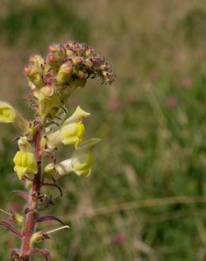 Fotografia 15 da espécie Antirrhinum meonanthum no Jardim Botânico UTAD