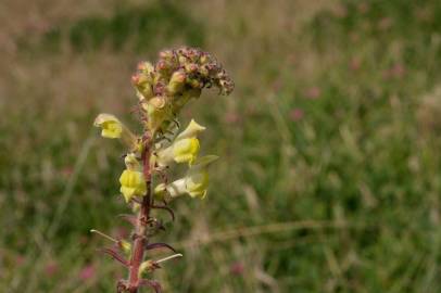 Fotografia da espécie Antirrhinum meonanthum