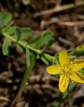 Fotografia 5 da espécie Hypericum humifusum no Jardim Botânico UTAD