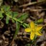 Fotografia 5 da espécie Hypericum humifusum do Jardim Botânico UTAD