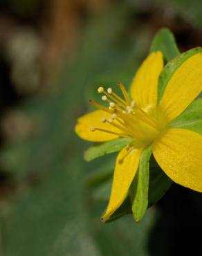 Fotografia 6 da espécie Hypericum humifusum no Jardim Botânico UTAD