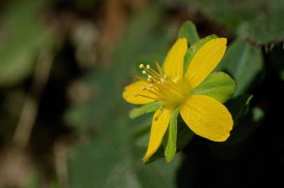 Fotografia da espécie Hypericum humifusum