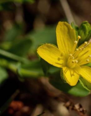 Fotografia 7 da espécie Hypericum humifusum no Jardim Botânico UTAD