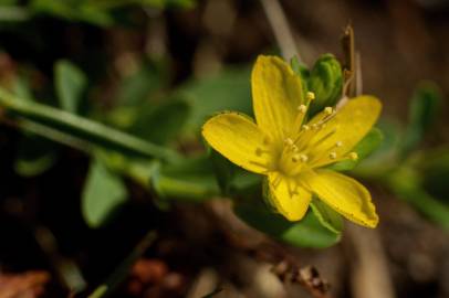 Fotografia da espécie Hypericum humifusum