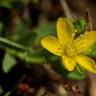 Fotografia 7 da espécie Hypericum humifusum do Jardim Botânico UTAD