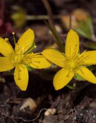 Hypericum humifusum