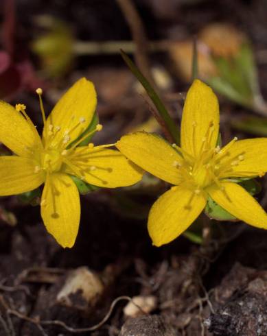 Fotografia de capa Hypericum humifusum - do Jardim Botânico