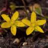 Fotografia 1 da espécie Hypericum humifusum do Jardim Botânico UTAD