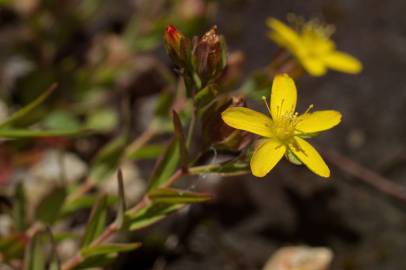 Fotografia da espécie Hypericum humifusum