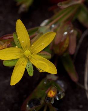 Fotografia 10 da espécie Hypericum humifusum no Jardim Botânico UTAD