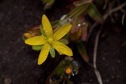 Fotografia da espécie Hypericum humifusum