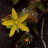 Fotografia 10 da espécie Hypericum humifusum do Jardim Botânico UTAD