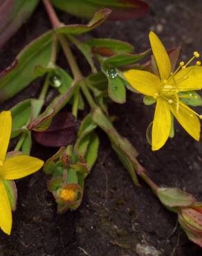 Fotografia 11 da espécie Hypericum humifusum no Jardim Botânico UTAD