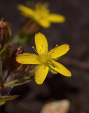 Fotografia 12 da espécie Hypericum humifusum no Jardim Botânico UTAD