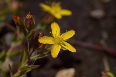 Fotografia da espécie Hypericum humifusum