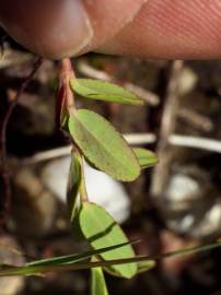 Fotografia da espécie Hypericum humifusum