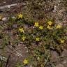 Fotografia 15 da espécie Hypericum humifusum do Jardim Botânico UTAD