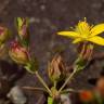 Fotografia 16 da espécie Hypericum humifusum do Jardim Botânico UTAD