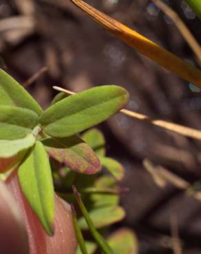 Fotografia 17 da espécie Hypericum humifusum no Jardim Botânico UTAD