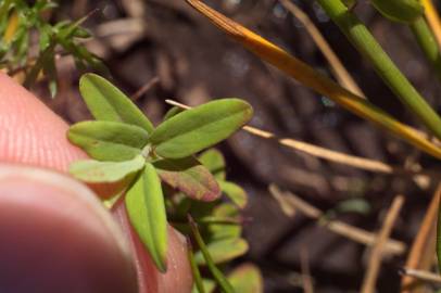 Fotografia da espécie Hypericum humifusum