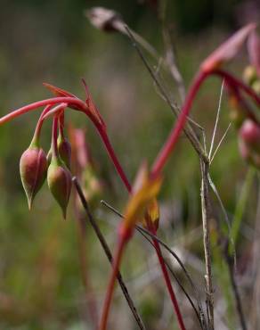 Fotografia 10 da espécie Tuberaria globulariifolia no Jardim Botânico UTAD