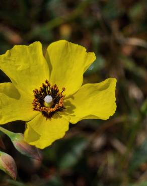 Fotografia 12 da espécie Tuberaria globulariifolia no Jardim Botânico UTAD