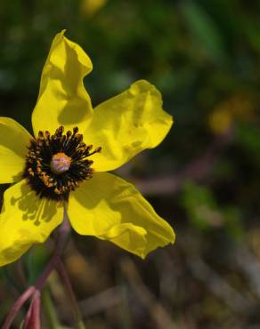 Fotografia 13 da espécie Tuberaria globulariifolia no Jardim Botânico UTAD