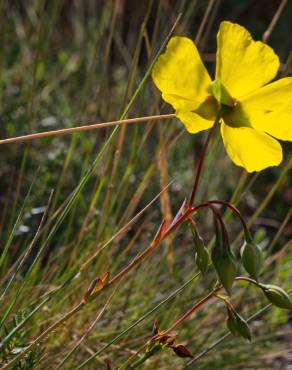 Fotografia 15 da espécie Tuberaria globulariifolia no Jardim Botânico UTAD